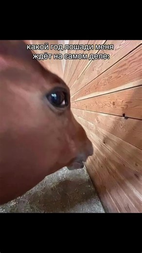 А вас какой год ждет? #f #fyppppppppppppppppppppppp #рекомендации #fyr #вглобальныерекомендации