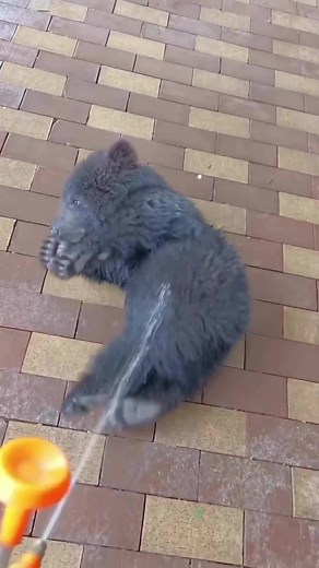 7.6K views · 211 reactions | Fun Fact About Bear Cubs! They often engage in playful activities, like wrestling and running around with their siblings. This helps them develop their social skills and physical abilities. 笠 |  @cutest.animols #babybear #bearcub #playfulcub #thenaturefoundation #tnf #conservation #nature #photography #wildlifephotography #natureshots #naturegram #wildlife | The Nature Foundation | Facebook