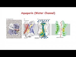 Aquaporin: Water Channel, Structure & Function; Water Selectivity; Role of Vasopressin