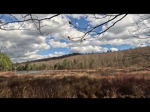 Nature Sounds in Rural New Hampshire in 4k - Relaxing sounds of Birds