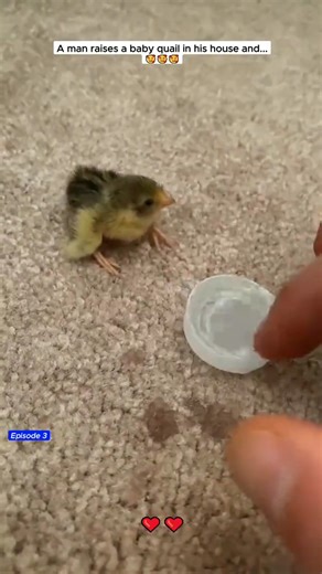 Get ready for some serious cuteness! Witness a man lovingly raising an adorable baby quail right in his home. This unique and heartwarming bond truly captures the joy of caring for tiny creatures. | We Love All Pitpulls