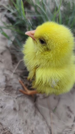 Bird Sounds Compilation 🐥 | Cute Baby Chicks Chirping in 4K
