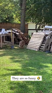 3.1M views · 45K reactions | It's a video I would never stop watching because it looks like two kids playing  | JolDanga | Facebook