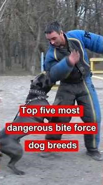 Top five most dangerous bite force dog breeds#canecorso #dogbreeds
