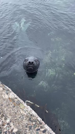 Today I was collecting a water sample for my salinity and temperature readings when a little friend popped by to do some quality control of her own. No bucket shall go un-inspected! #elephantseal #lighthousekeeper #elephantseals #elephantseals #sealsoftiktok