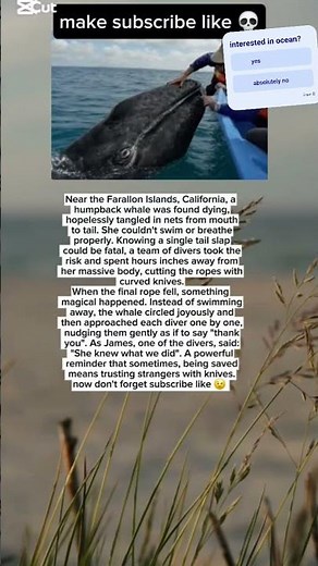 A Whale's Gratitude: The Incredible Rescue at Farallon Islands🐋