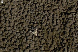 290K views · 9.8K reactions | Snow White Wolf ( Part 11) :- [ हिन्दी डाक्यूमेंट्री ] , #nature #animals #documentary #discovery #survivalsworld | worldnaturehdtv | Facebook