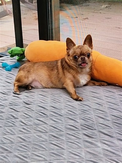 Funny Chihuahua Merkin Edit — Owner's Guilty Laughter