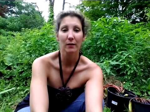 Different water plants and how to divide them