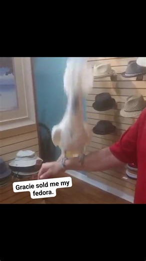 Gracie sold me my fedora!! #joshmayomusic #joshmayoandthehousesauce #love #birdsofinstagram | Josh V Mayo | Facebook