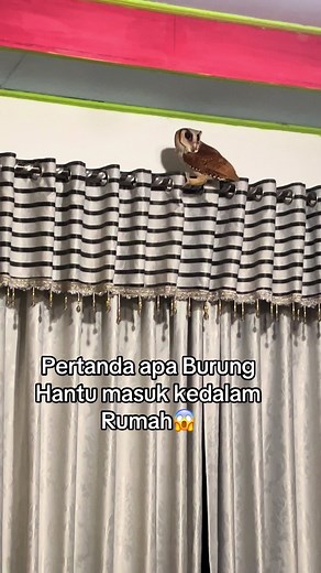 Pertanda Burung Hantu Masuk Rumah