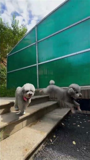 POV: You're Being Chased by a FLUFFY Poodle Army!