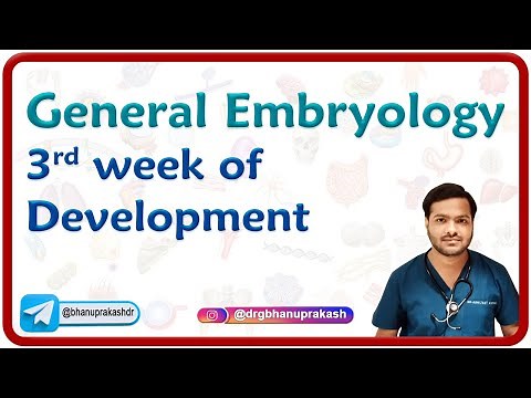 Embryology - 3rd week of development