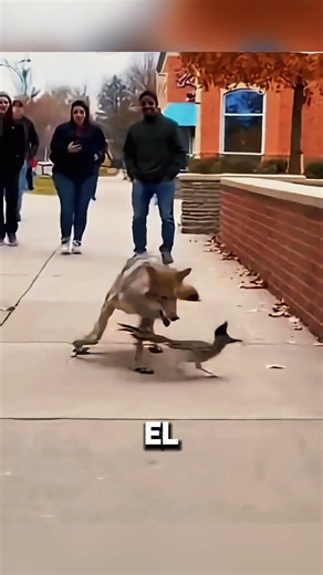 Road Runner El pájaro corredor más rápido del mundo 🐦⚡