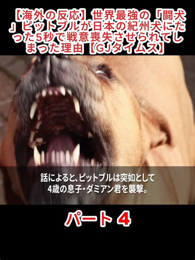 【海外の反応】世界最強の「闘犬」ピットブルが日本の紀州犬にたった5秒で戦意喪失させられてしまった理由【GJタイムス】#ryo #キャバ嬢 #中洲 #福岡旅行 #f #japan