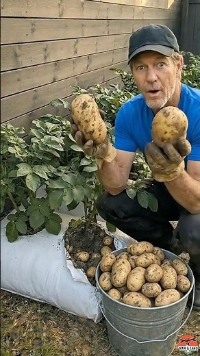 🥔 GIANT Potatoes Grown in Bags… You Won’t Believe This #gardendesign #diy