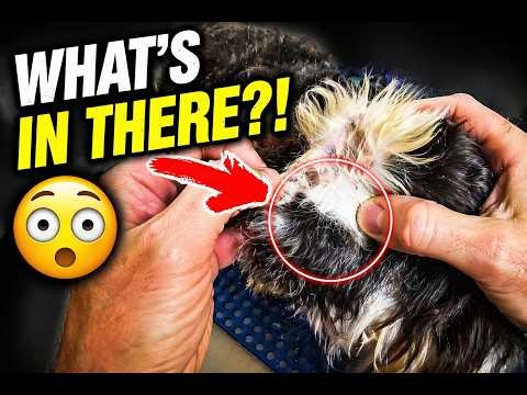 🔥 Satisfying Schnauzer Ear Cleaning 🐶 Hair Removal POV