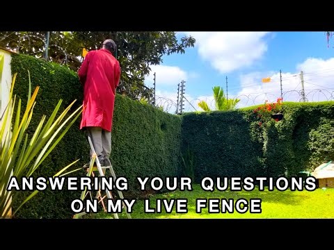Landscaping & Beautiful Space Transformation In Nairobi Kenya|This Amazing Live Fence|Africa