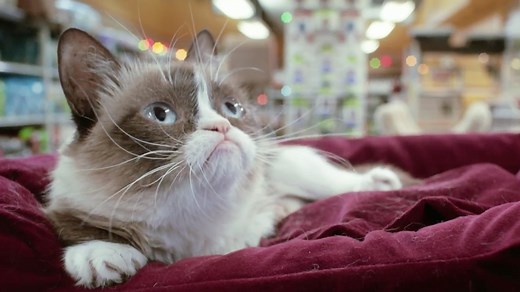 ‘Grumpy Cat’s Worst Christmas Ever’ Trailer