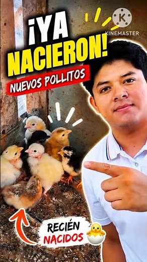 This is how these chicks were born 🐣