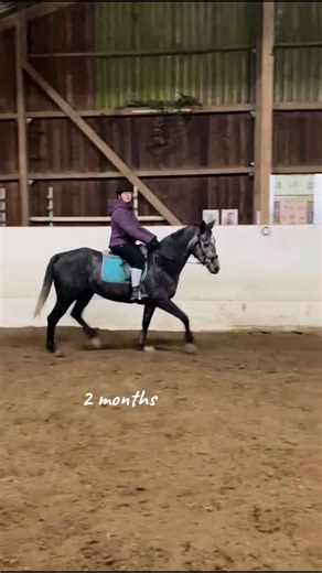 Entwicklung meines Pferdes nach einem Jahr