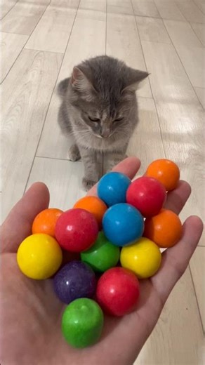 Reverse Cat Motion That Looks Perfect