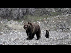 Grizzly Bear 399/4 Cubs-Our rarest video as 399 is first seen by the world-Jackson/Teton/Yellowstone