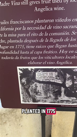 🍇”The Mother Vine” has entered the chat | Onthetira Ahmed Bellozo