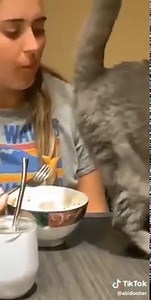 36K views · 312 reactions | Try not to laugh at these 'Popular Funny Videos in 2019' compilation on TikTok!  | Thatscoop | Facebook