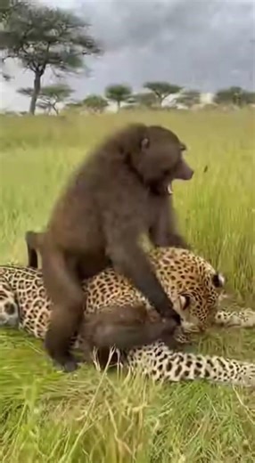Baboon DESTROYS Leopard - AERIAL Attack! 🐒 새끼구출 🐒 救出 #viral #baboon