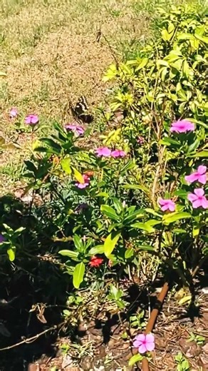 🦋 Spring Signs In Curtis's Garden!