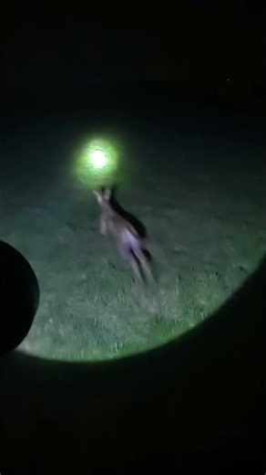 Lamping Rabbit With Lurcher Quick Catch #shorts #lurcher #hunting