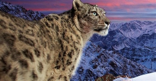 5 facts about snow leopards