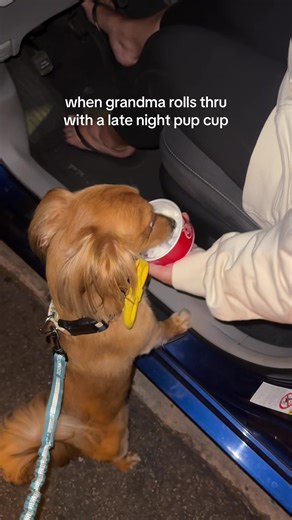 he is so spoiled omg #grandma #mimi #pupcup #dogtok #funnydog | dog funny