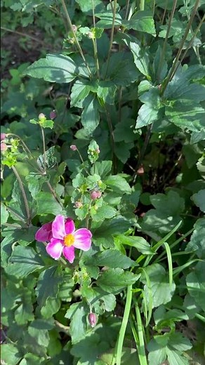 2025年8月21日。シュウメイギク（秋明菊）。﻿キンポウゲ科の多年草で、アネモネの仲間です。← ﻿Google先生に教えてもらいました😉