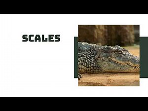 Animals Body Covering Science Educational Presentation