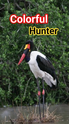 One of the Tallest Flying Birds #shorts