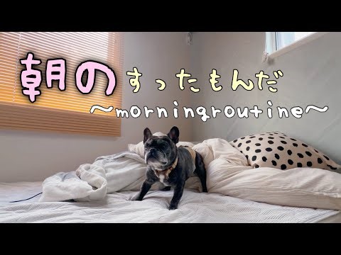可愛すぎるぞ！フレンチブルドッグ7頭のモーニングルーティン