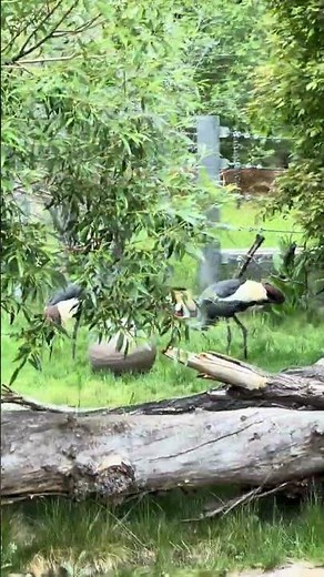 Watch This Grey Crowned Crane Up Close