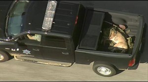 11K views · 197 reactions | Mountain lion captured Monday in Azusa,...