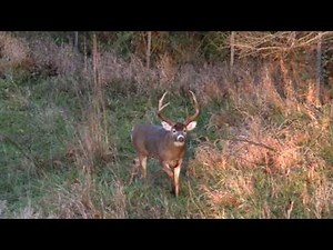 Video: Is This the Largest 6-point Buck You've Seen? | OutdoorHub