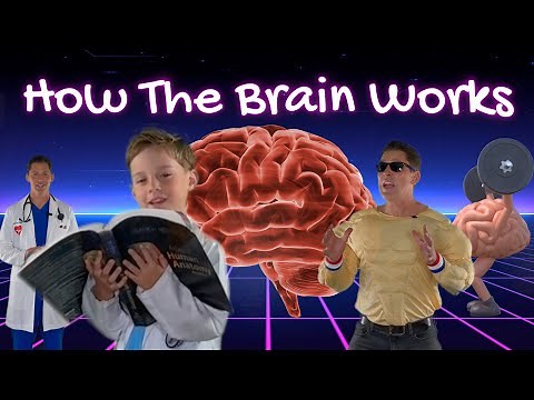 How does the brain work? Inside the brain for kids!