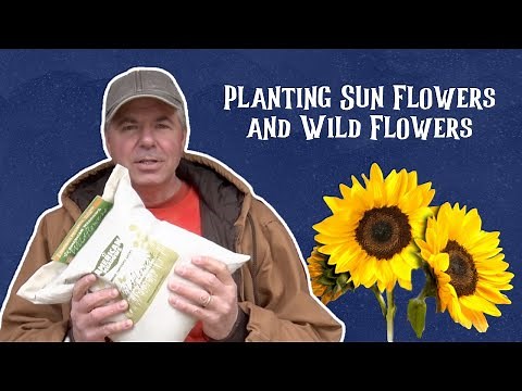#4 Can you plant bird seed? Let's talk about wildflowers and sunflowers and answer that question.
