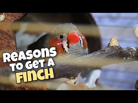 Reasons Why You Should Get a Zebra Finch