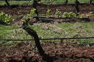 How to renew a grapevine cordon