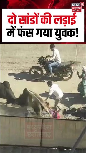 Betul Bull Fight Viral Video : दो सांडों की लड़ाई में फंस गया युवक! | N18S | #shorts | MP News