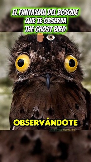 The Ghost Bird 🪵👁️ #animals #wildlife #DidYouKnow #facts | Secretos Animales