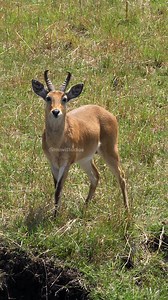 11K views · 268 reactions | Calf of Gerenuk Gazelle Eating Leaves #gerenuk #gazelle #calf #cute #leaf #nature #wildlife HA58673 | HAWI Studios | Facebook