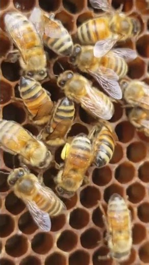 Honeybee carrying in pollen for larval food