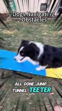 Dog Obstacle Course